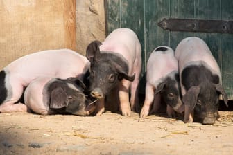 Fünf von zehn: Der Schweine-Nachwuchs des Zoos lässt es sich auf dem Clemenshof gut gehen.