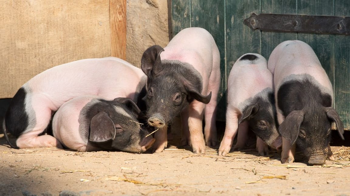 Fünf von zehn: Der Schweine-Nachwuchs des Zoos lässt es sich auf dem Clemenshof gut gehen.