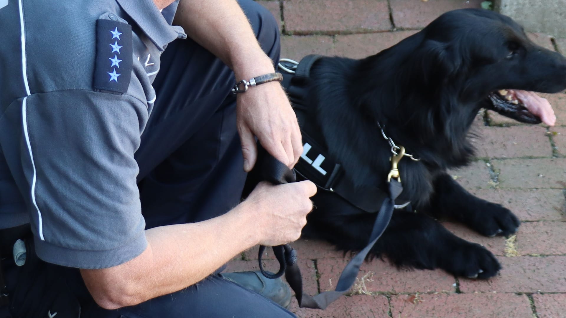 "Bandit" erschnüffelt Drogen wie kein anderer.