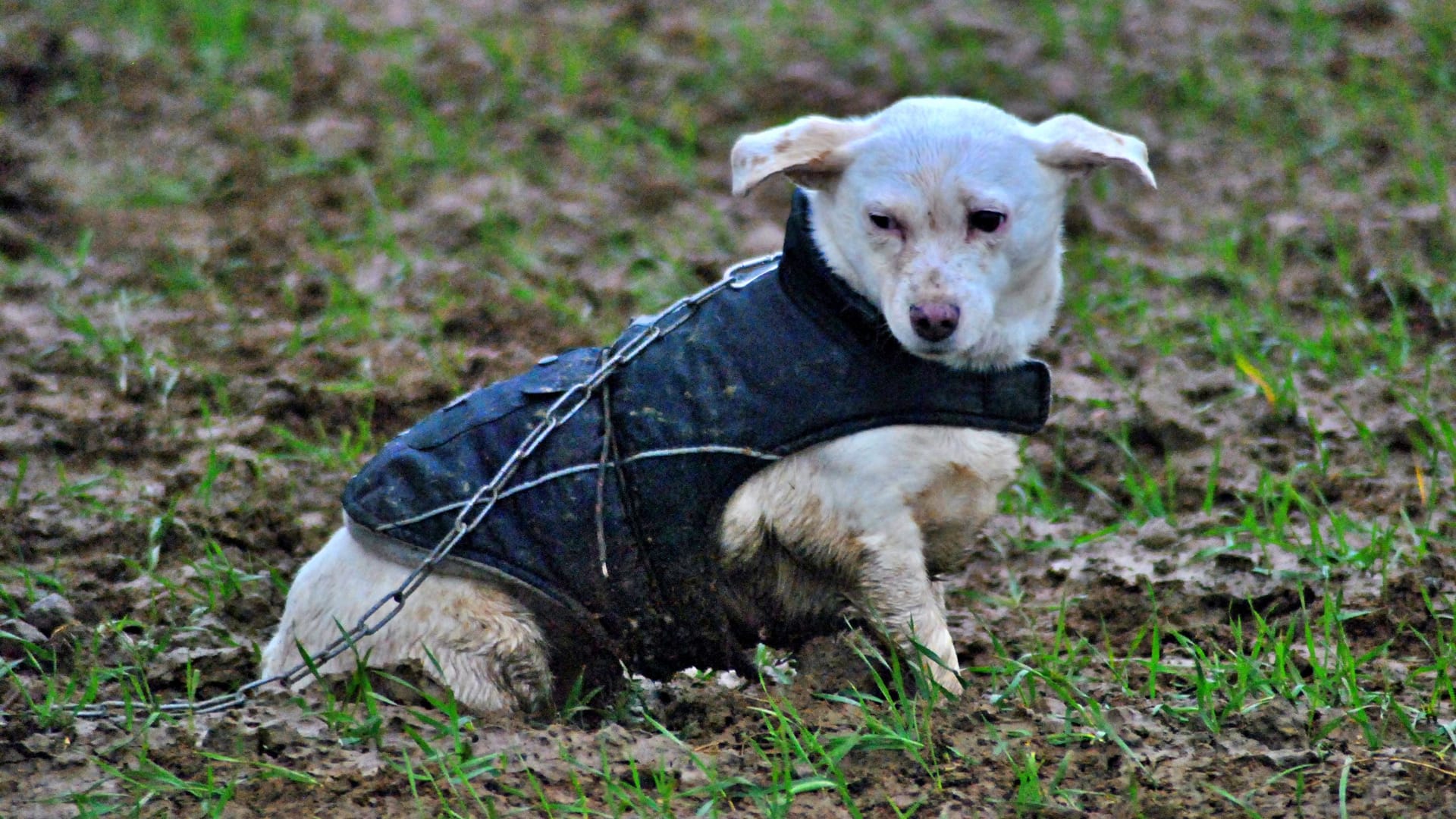 Ein müder Vierbeiner: Dieser Hund wäre wohl lieber im Körbchen geblieben.