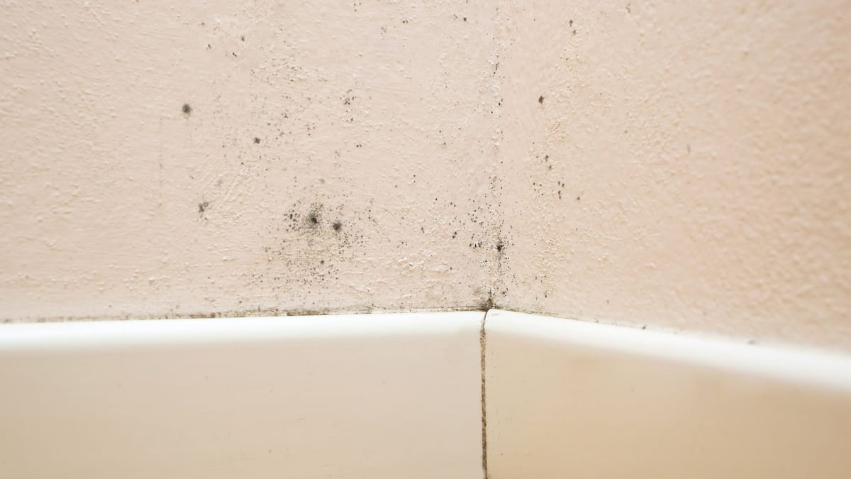 Leichter Schimmel an der Wand ist gefährlich Was Sie wissen müssen