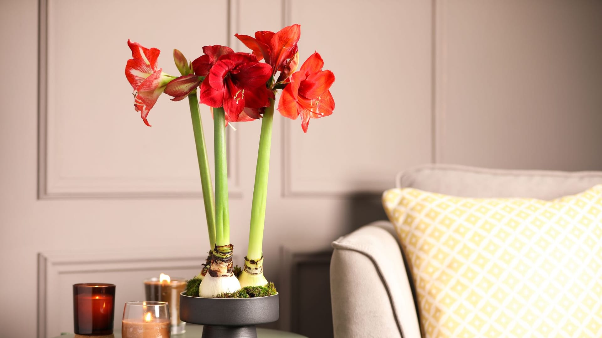 Während der Blüte können Sie die Pracht der Amaryllis ohne viel Pflege genießen.