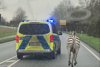 Ein Polizeifahrzeug begleitet das Zebra "Monty".