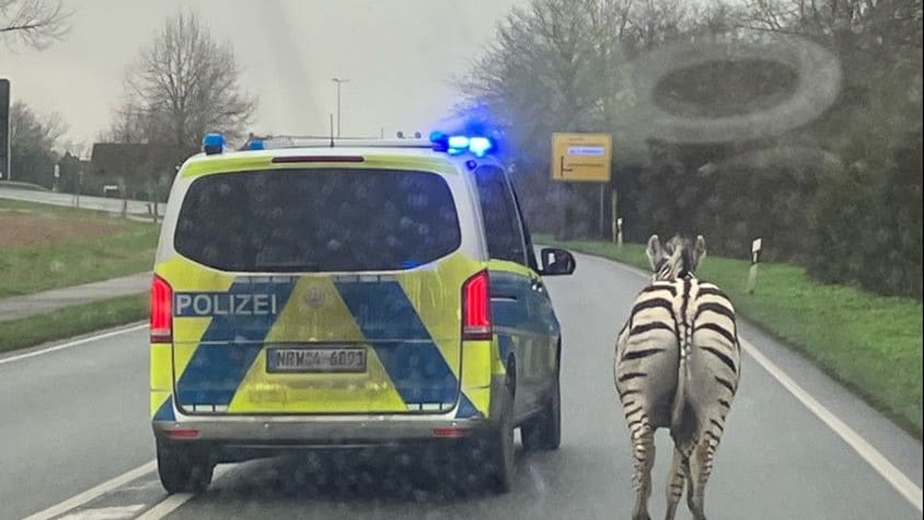 Ein Polizeifahrzeug begleitet das Zebra "Monty".