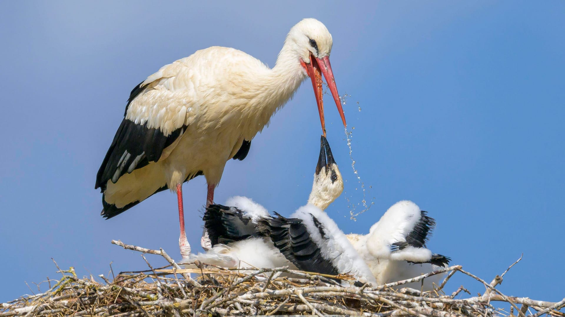Ein Weißstorch versorgt Jungvögel am Horst (Symbolfoto): Sind die milden Temperaturen schuld? Ein Weißstorch versorgt Jungvögel am Horst (Symbolfoto): Sind die milden Temperaturen schuld?