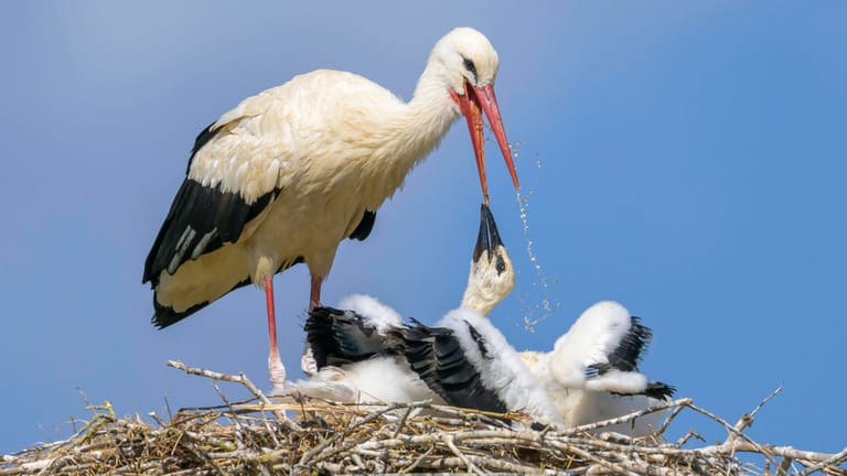 Ein Weißstorch versorgt Jungvögel am Horst (Symbolfoto): Sind die milden Temperaturen schuld?