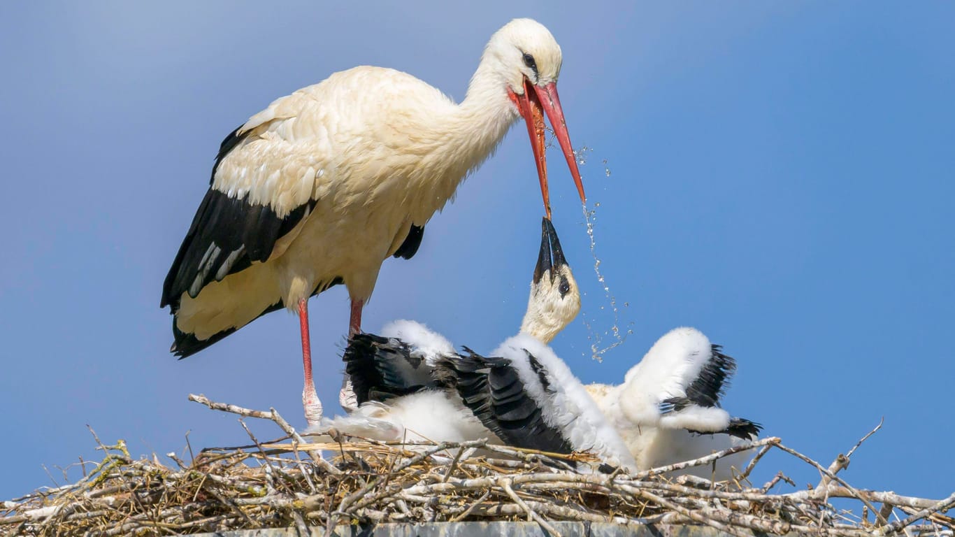 Ein Weißstorch versorgt Jungvögel am Horst (Symbolfoto): Sind die milden Temperaturen schuld?