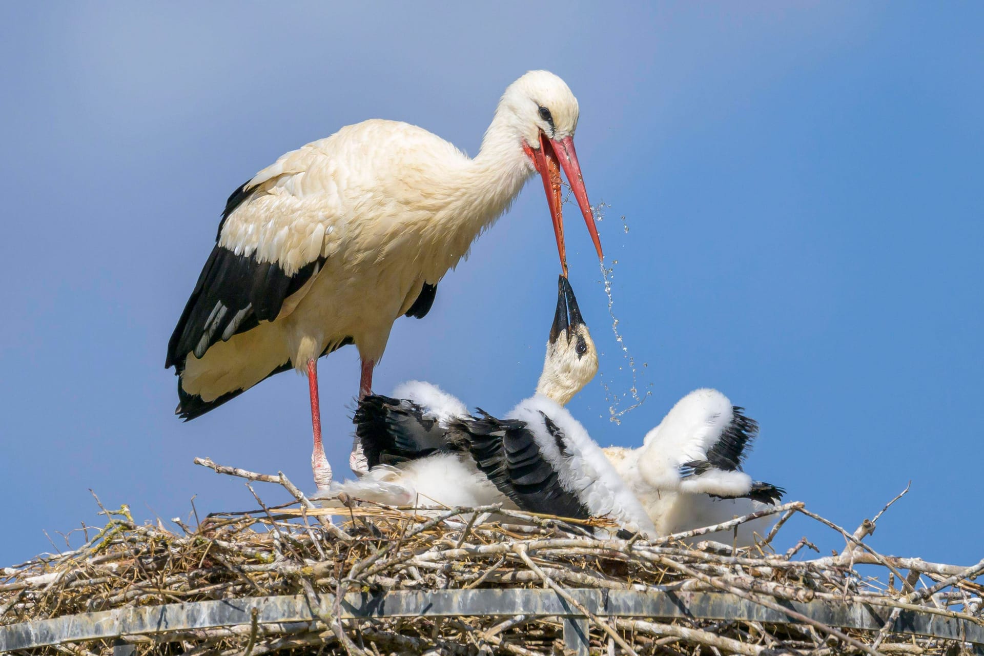 Ein Weißstorch versorgt Jungvögel am Horst (Symbolfoto): Sind die milden Temperaturen schuld?