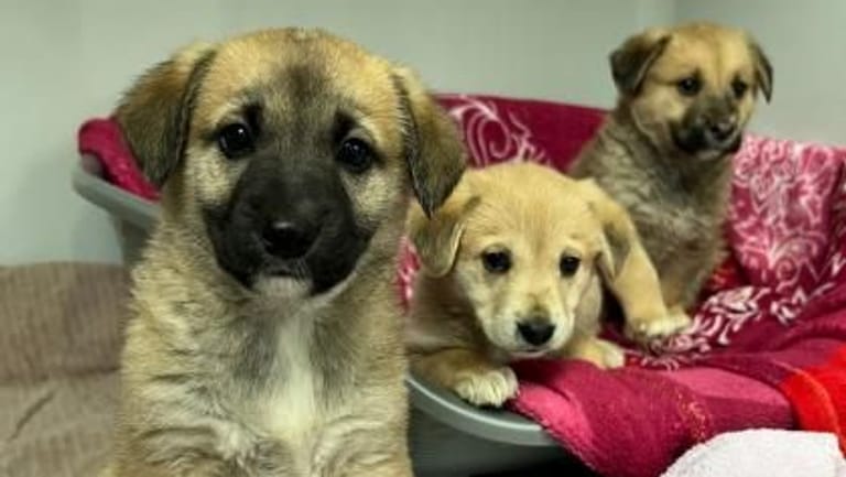 Drei der sechs Welpen: Den Hunden geht es zum Teil wieder besser.