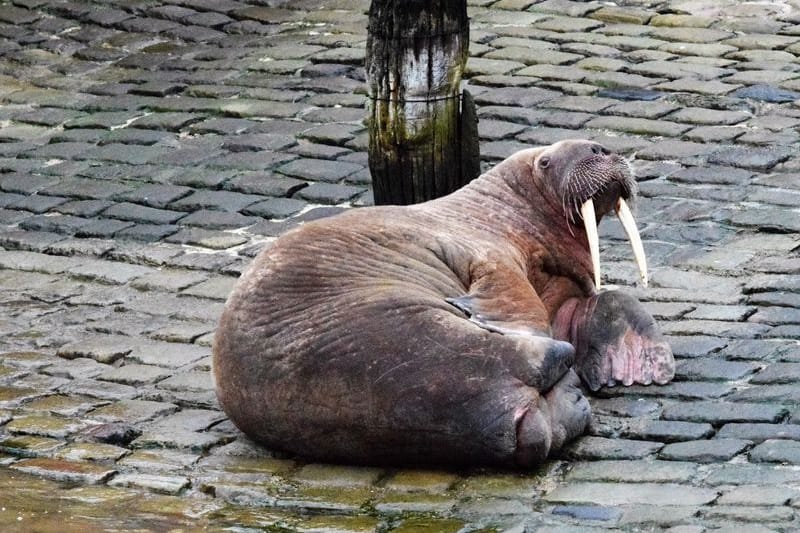 Ein Walross im Hafen von Scarborough: Walrosse gelten als gefährdete Tierart und stehen unter Naturschutz.