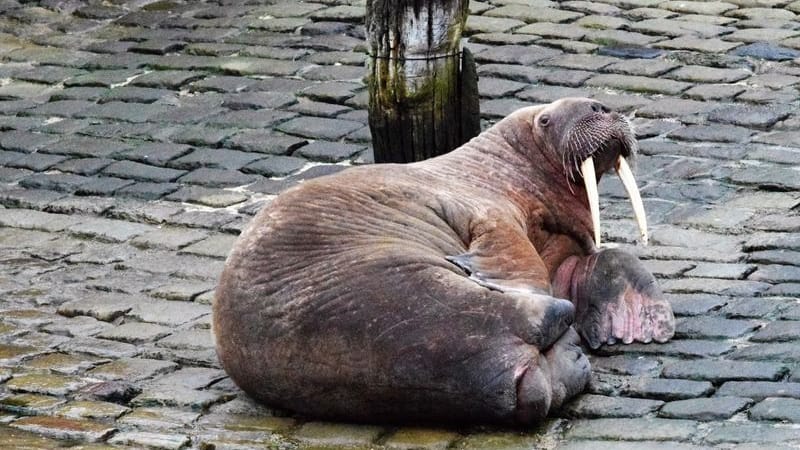 Ein Walross im Hafen von Scarborough: Walrosse gelten als gefährdete Tierart und stehen unter Naturschutz.