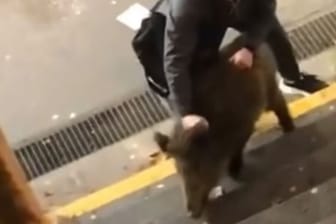 Der Ringkampf: Ein Mann und ein Wildschwein sind an einem Bahnhof aneinandergeraten.
