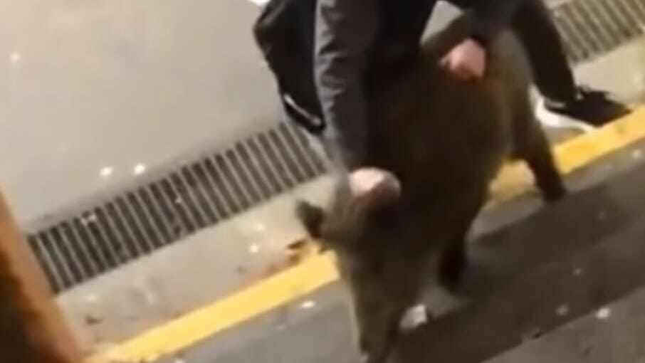 Der Ringkampf: Ein Mann und ein Wildschwein sind an einem Bahnhof aneinandergeraten.