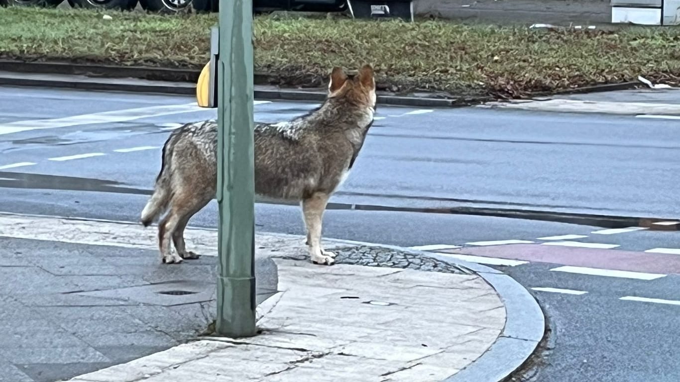 Der Wolf an der Ampel: Das Tier habe im Stadtgebiet einen desorientierten Eindruck gemacht, sagte der Anwohner, der dieses Foto machte.