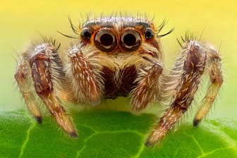 Da machen Sie Augen: Dieses Quiz fordert Ihr Spinnenwissen heraus!