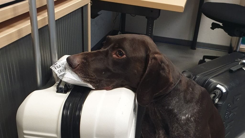 Der eingesetzte Hund namens Amon hatte erst Mitte 2022 seine Ausbildung beendet Der eingesetzte Hund namens Amon hatte erst Mitte 2022 seine Ausbildung beendet