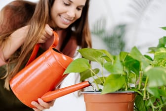 Unterschiedliche Bedürfnisse: Auch wenn sich die Pflanzen im gleichen Raum befinden, sollte der Bedarf an Wasser für jede Pflanze individuell bestimmt werden.