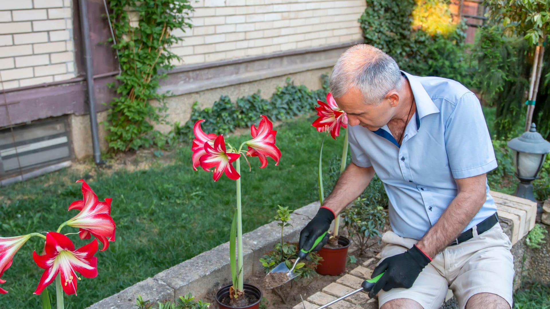 Von Ende Frühling bis Anfang Herbst kann die Amaryllis draußen gedeihen.