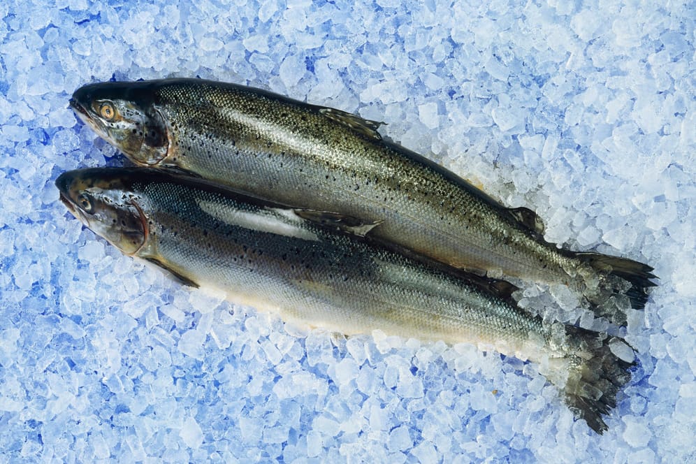 Frischer Fisch: Der Fang aus Meeren, Flüssen und Seen ist bereits jetzt stark kontaminiert.