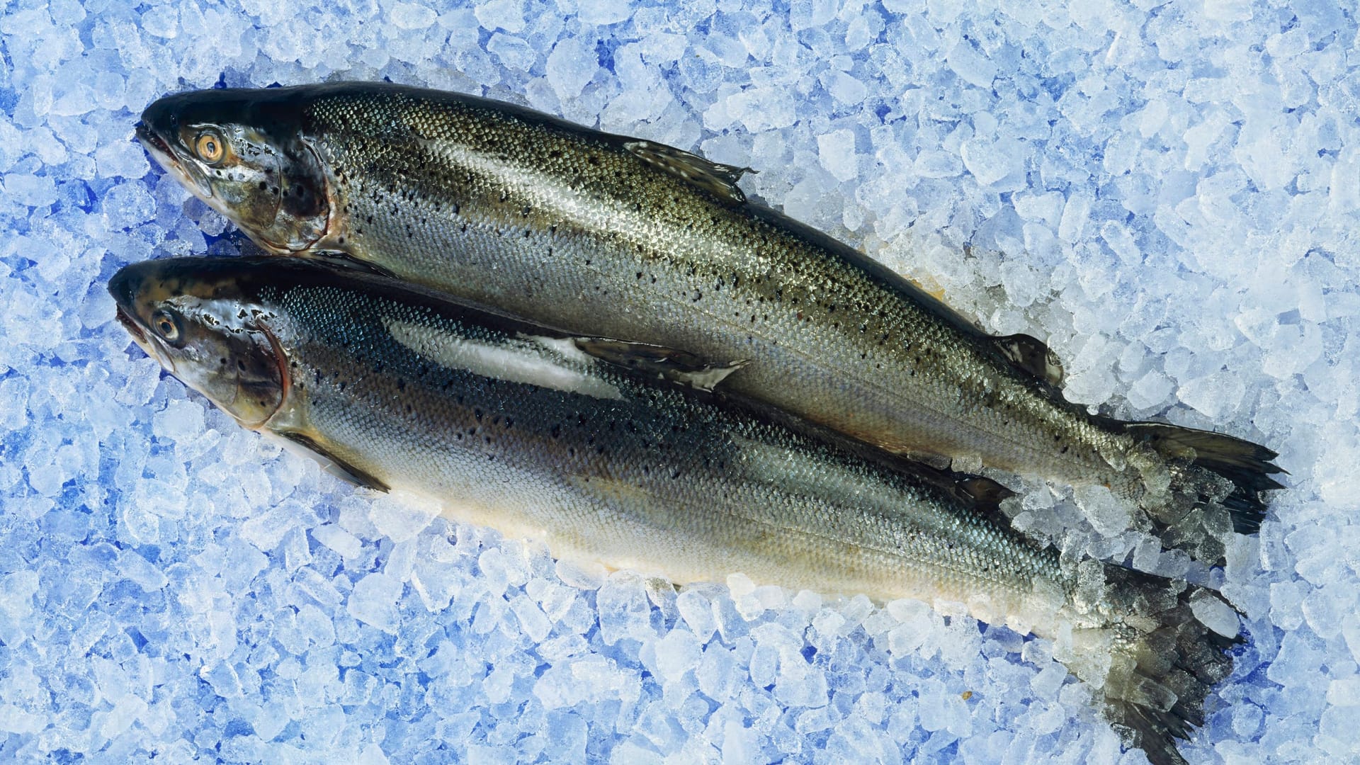 Frischer Fisch: Der Fang aus Meeren, Flüssen und Seen ist bereits jetzt stark kontaminiert.