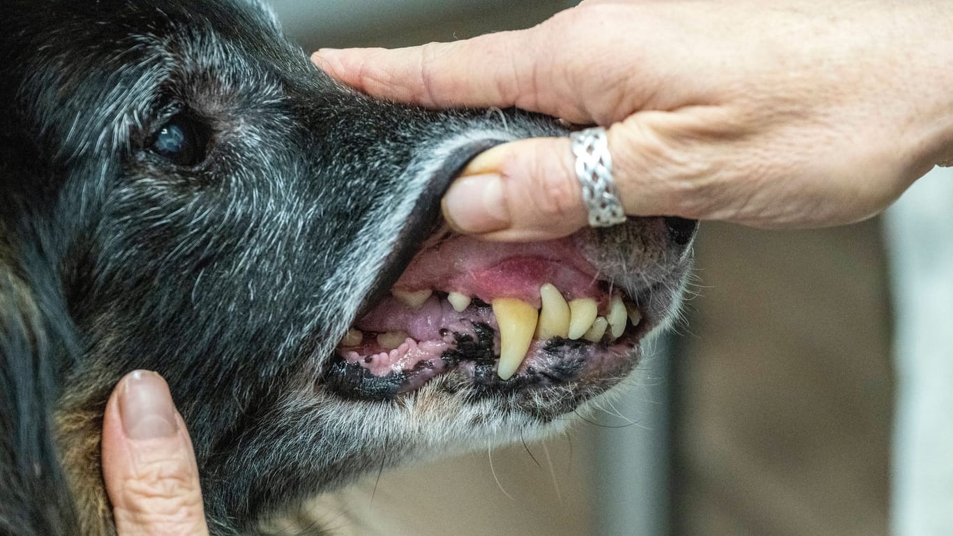 Hund beim Tierarzt (Symbolfoto): Laut Schaper gebe es nur noch zwei Kliniken in Sachsen, die eine 24-Stunden-Versorgung anbieten.