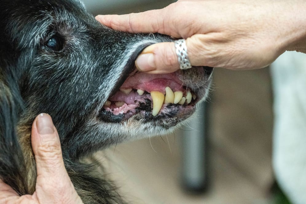 Hund beim Tierarzt (Symbolfoto): Laut Schaper gebe es nur noch zwei Kliniken in Sachsen, die eine 24-Stunden-Versorgung anbieten.