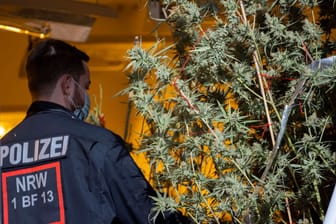 Polizist in einer Indoor-Plantage (Symbolfoto): Neben den Pflanzen entdeckten die Beamten auch haufenweise getrocknetes Rauschgift.
