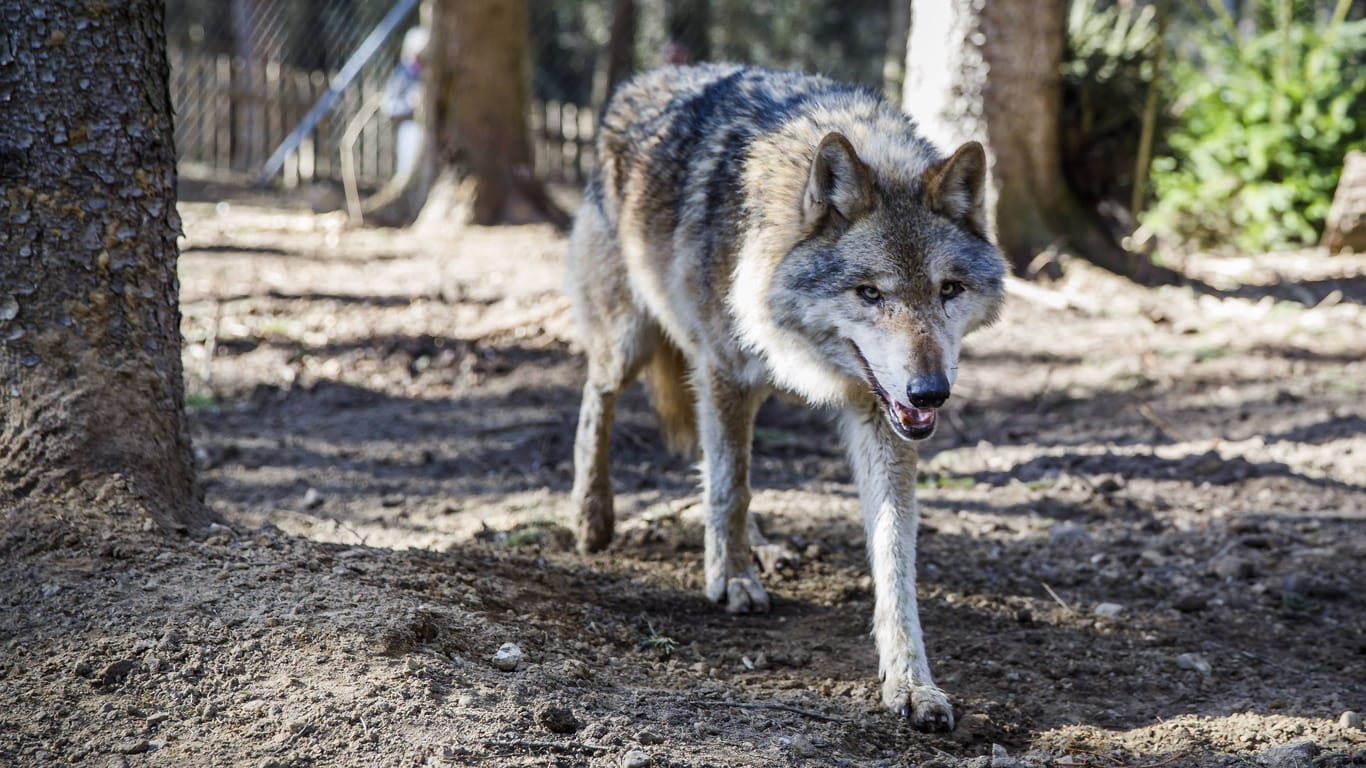 Wölfe im Gehege im Wildpark Lüneburger Heide (Archivbild): In Kürze läuft die Abschussgenehmigung für einen "Problemwolf" aus.