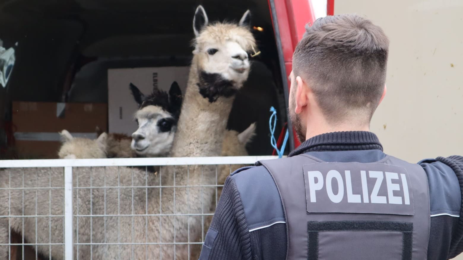 Als die Polizei den Renault Master kontrollierte, entdeckte sie neun verschiedene Tierarten. Der Fahrer konnte keine gültigen Dokumente vorweisen. Als die Polizei den Renault Master kontrollierte, entdeckte sie neun verschiedene Tierarten. Der Fahrer konnte keine gültigen Dokumente vorweisen.