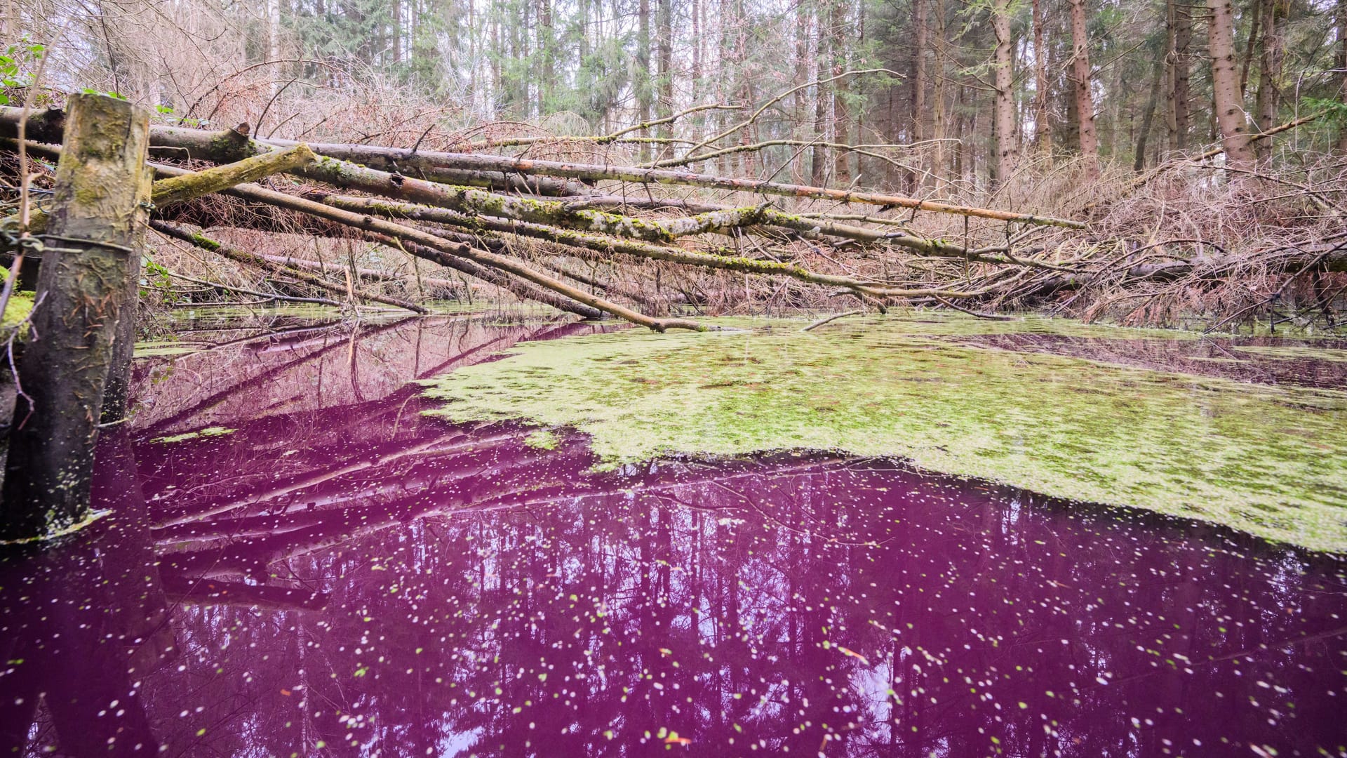 Experten vom Niedersächsischen Landesbetrieb für Wasserwirtschaft, Küsten- und Naturschutz (NLWKN) vermuten, dass Mikroorganismen für die Verfärbung sorgen. Experten vom Niedersächsischen Landesbetrieb für Wasserwirtschaft, Küsten- und Naturschutz (NLWKN) vermuten, dass Mikroorganismen für die Verfärbung sorgen.
