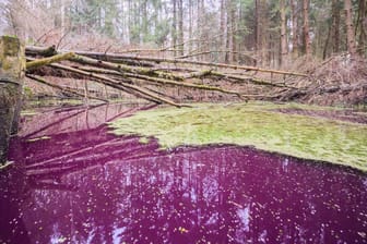 Experten vom Niedersächsischen Landesbetrieb für Wasserwirtschaft, Küsten- und Naturschutz (NLWKN) vermuten, dass Mikroorganismen für die Verfärbung sorgen.