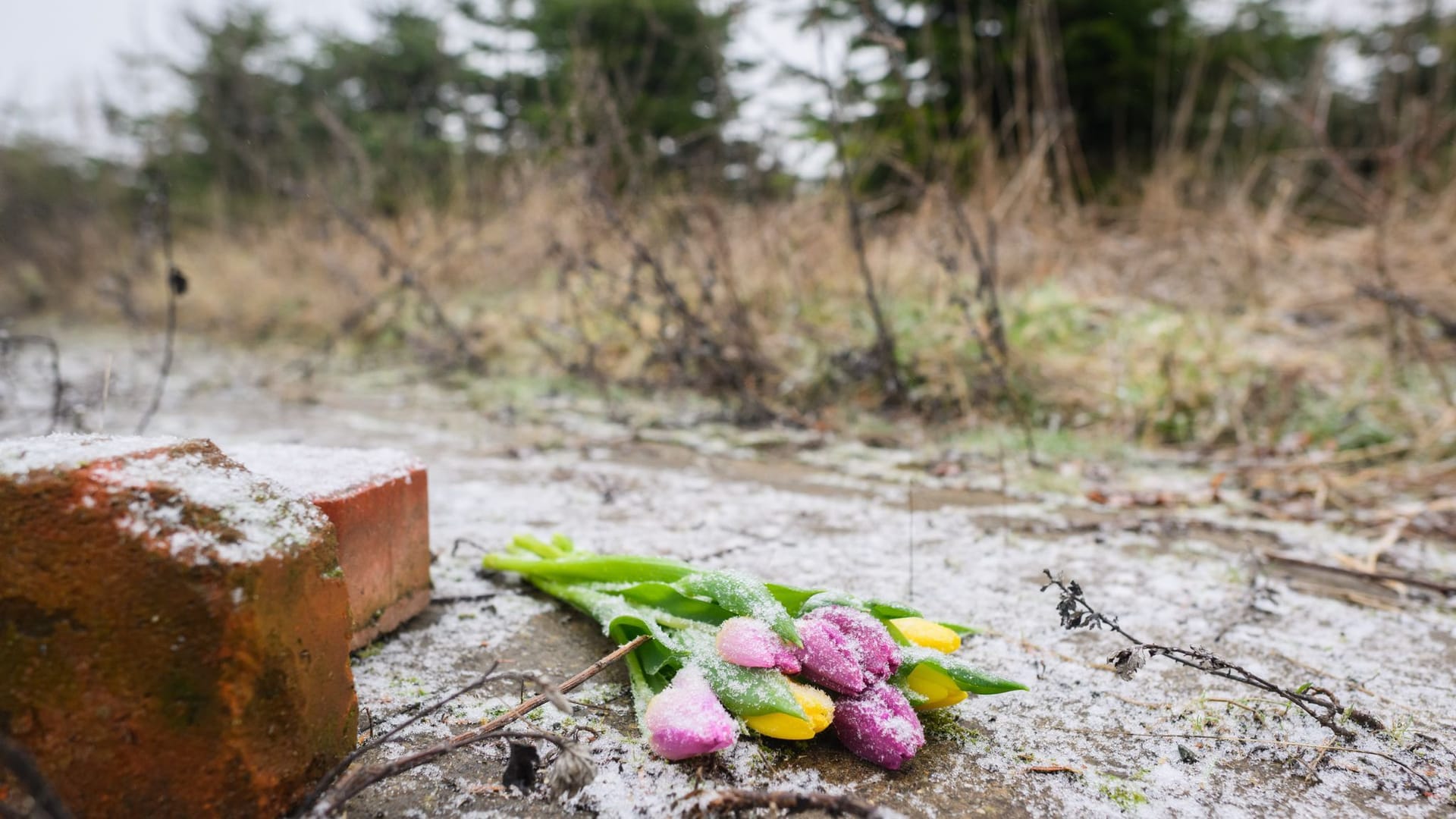 Blumen liegen an einem Brachgelände in Wunstorf-Blumenau (Archivbild): Laut Hamburg dürfen jetzt nicht spekuliert werden.