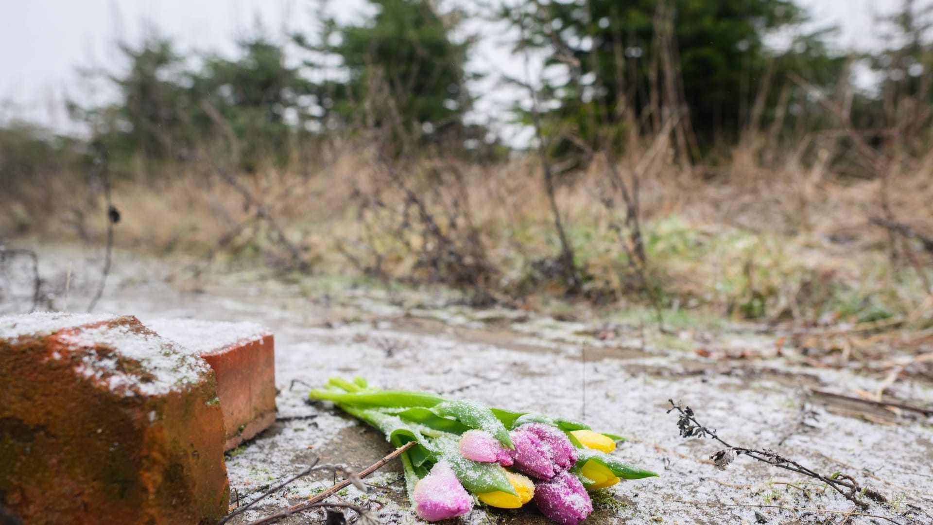 Blumen liegen an einem Brachgelände in Wunstorf-Blumenau (Archivbild): Laut Hamburg dürfen jetzt nicht spekuliert werden.