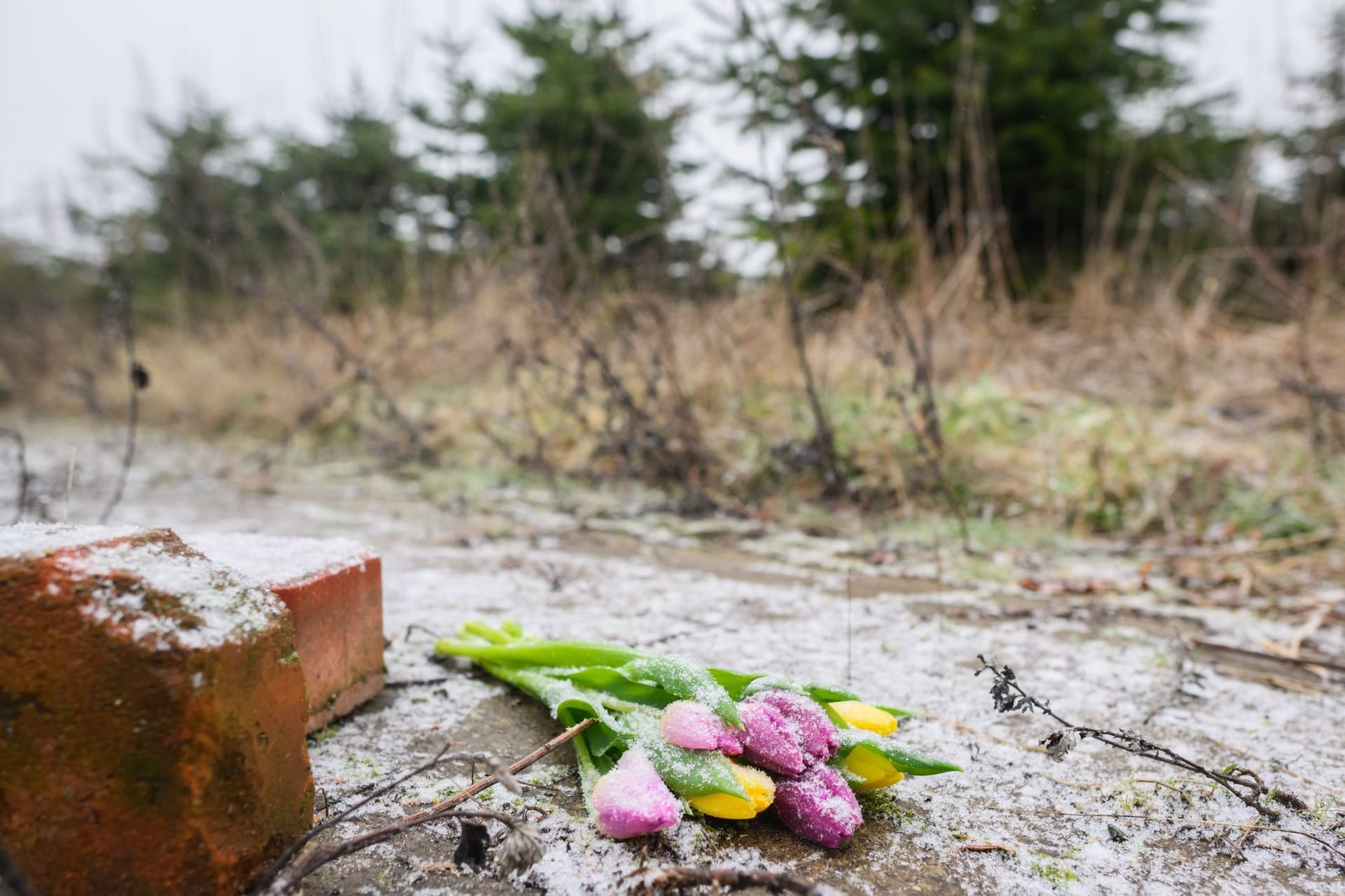 Blumen liegen an einem Brachgelände in Wunstorf-Blumenau (Archivbild): Laut Hamburg dürfen jetzt nicht spekuliert werden.