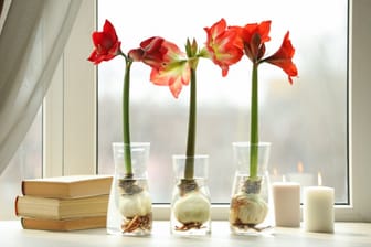 Amaryllis im Glas: In der Wachstumsphase benötigt die Zimmerpflanze viel Wasser, um zu gedeihen.