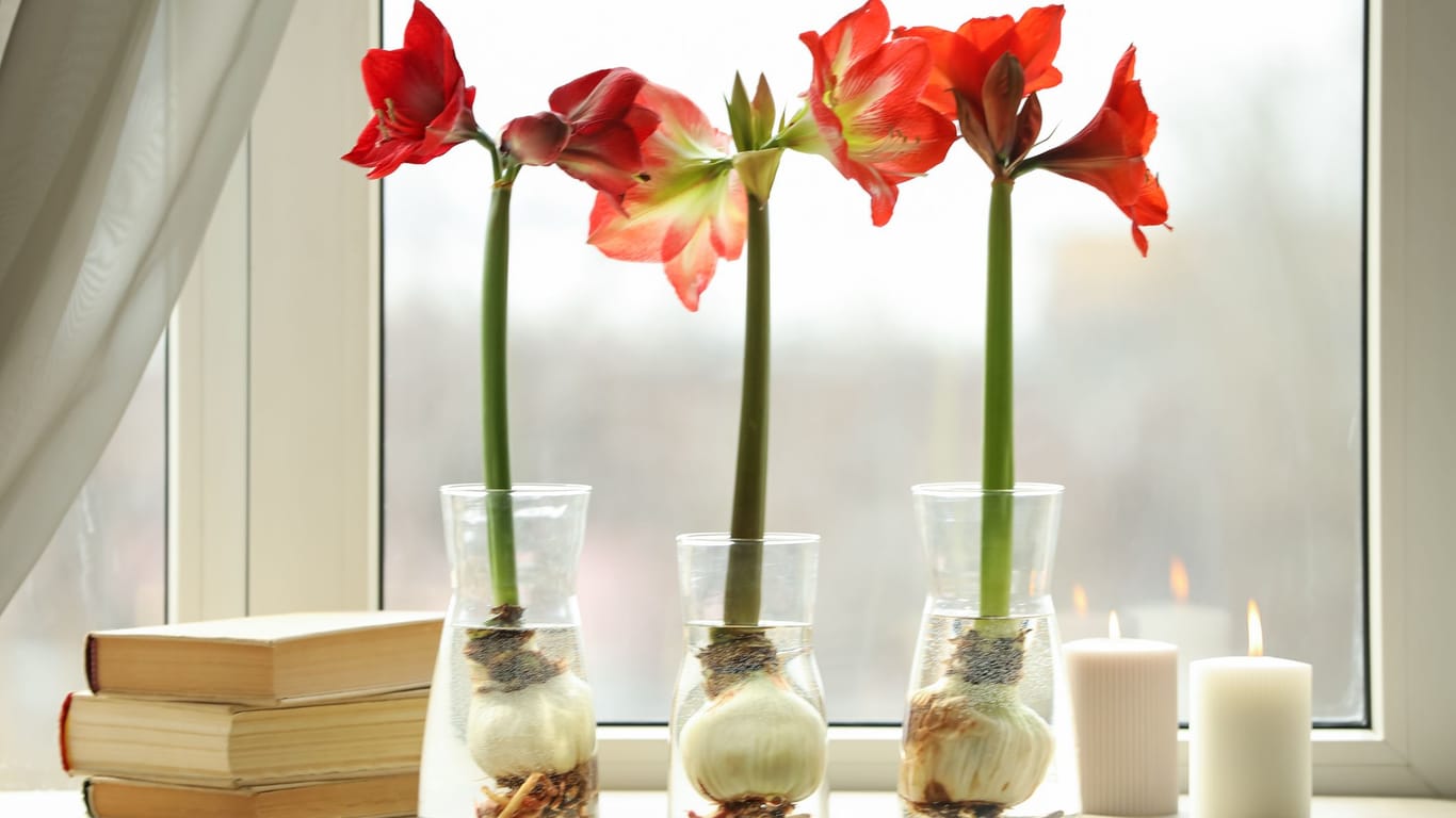Amaryllis im Glas: In der Wachstumsphase benötigt die Zimmerpflanze viel Wasser, um zu gedeihen.