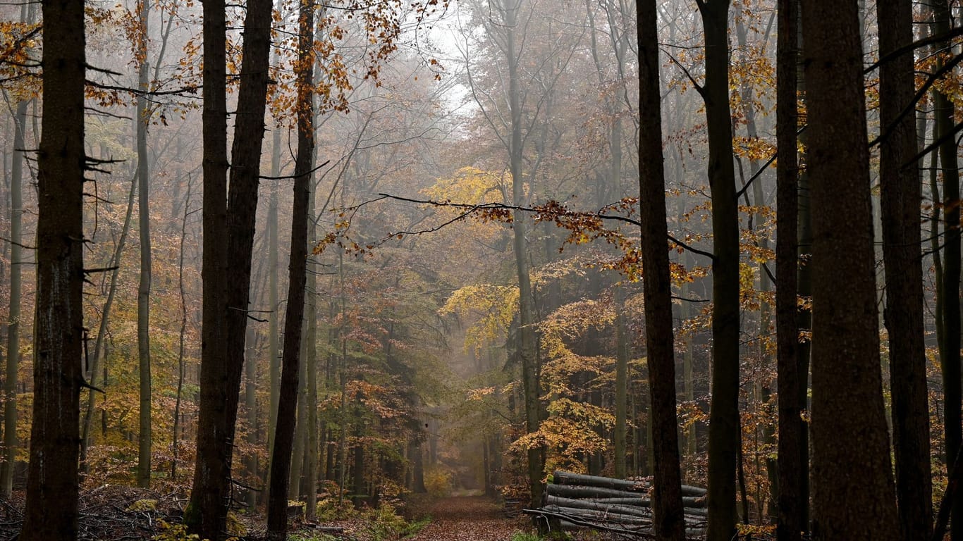 Gefahr von Astbruch in Wald und Parks