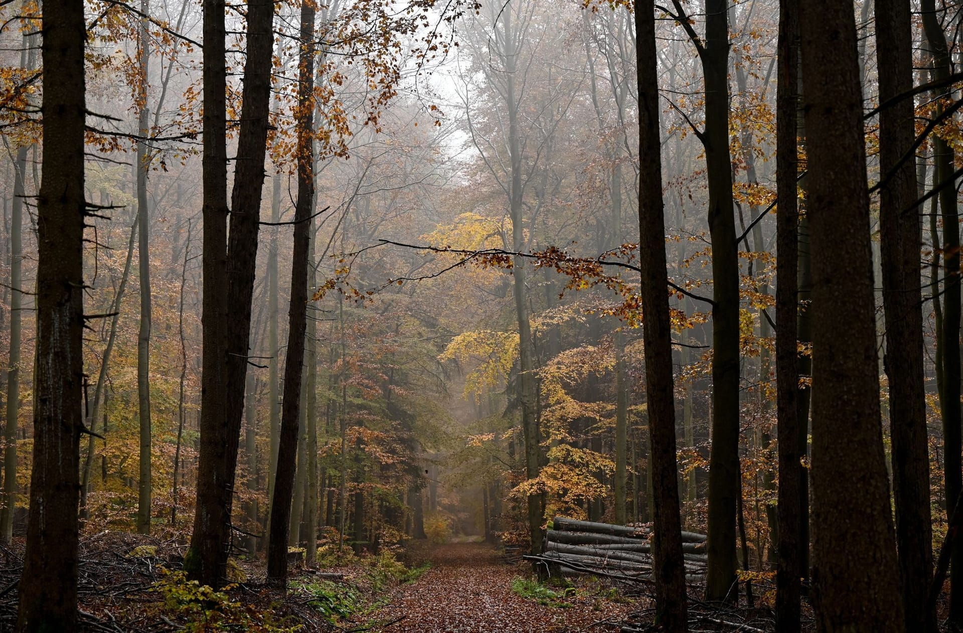 Gefahr von Astbruch in Wald und Parks