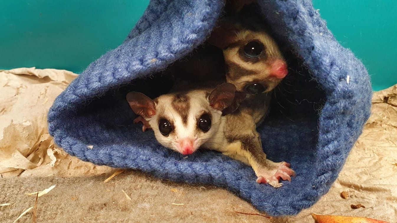 Die beiden Kurzkopfgleitbeutler im Tierheim: Für die nachtaktiven Tierchen wird ein neues Zuhause gesucht. Die beiden Kurzkopfgleitbeutler im Tierheim: Für die nachtaktiven Tierchen wird ein neues Zuhause gesucht.