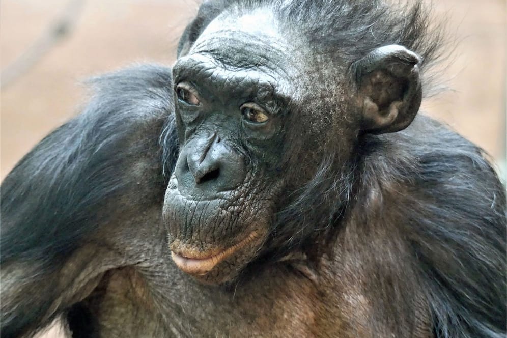 Am Freitag, 27. Januar, verstarb Bonobo-Weibchen Margrit mit über 70 Jahren.
