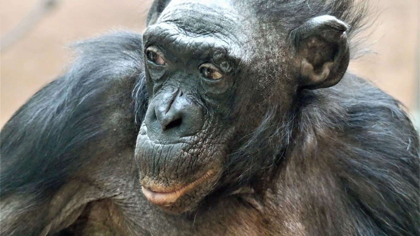 Am Freitag, 27. Januar, verstarb Bonobo-Weibchen Margrit mit über 70 Jahren.