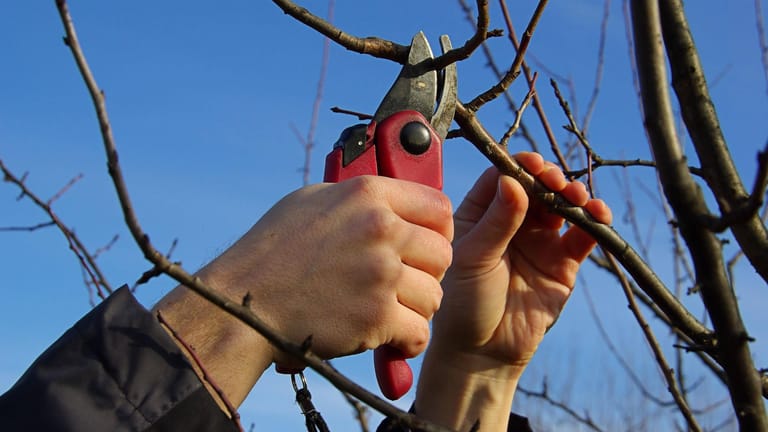 Arbeit zahlt sich aus: Mit der richtigen Baumpflege wird die Ernte in der nächsten Saison noch ertragreicher.