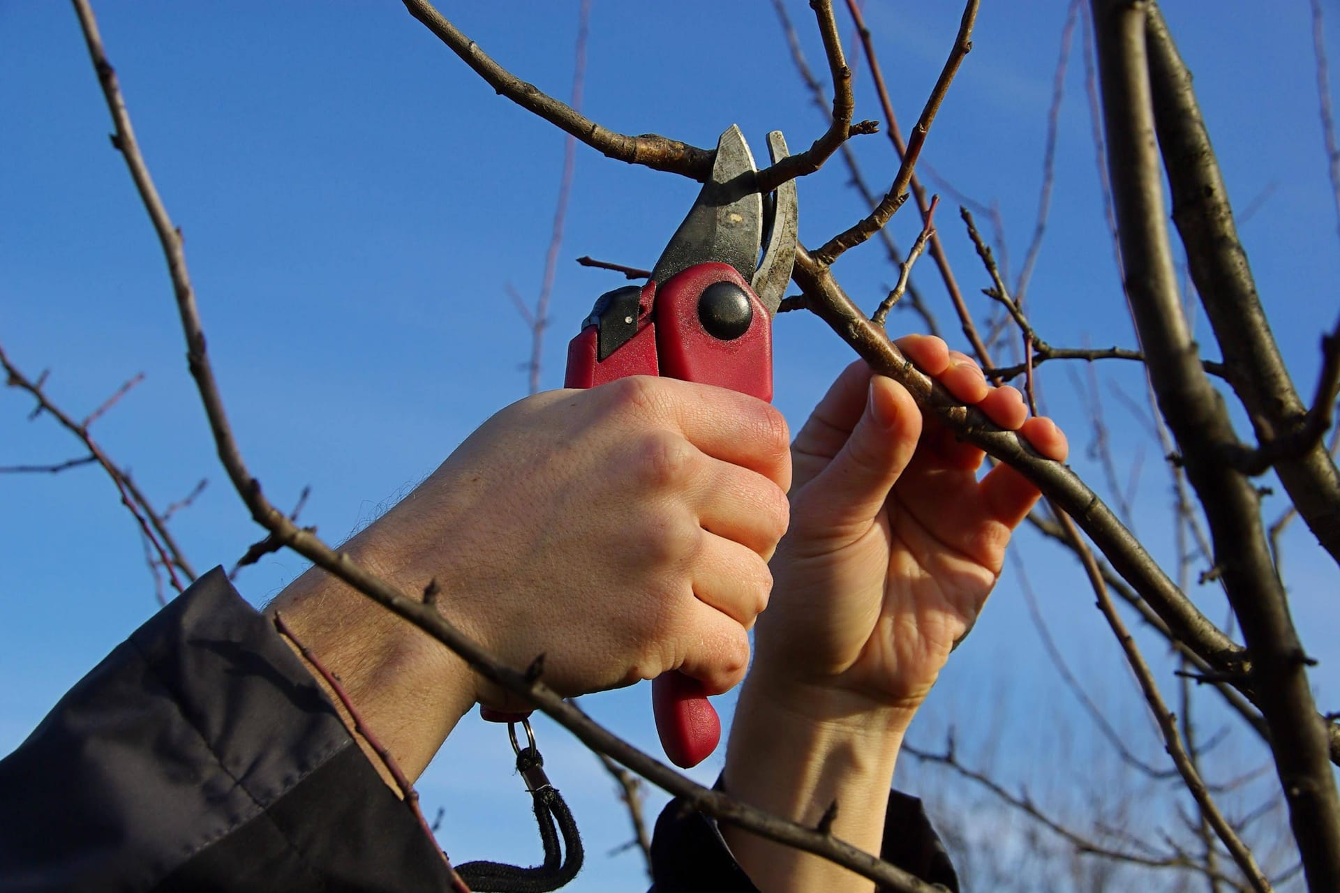 Arbeit zahlt sich aus: Mit der richtigen Baumpflege wird die Ernte in der nächsten Saison noch ertragreicher.