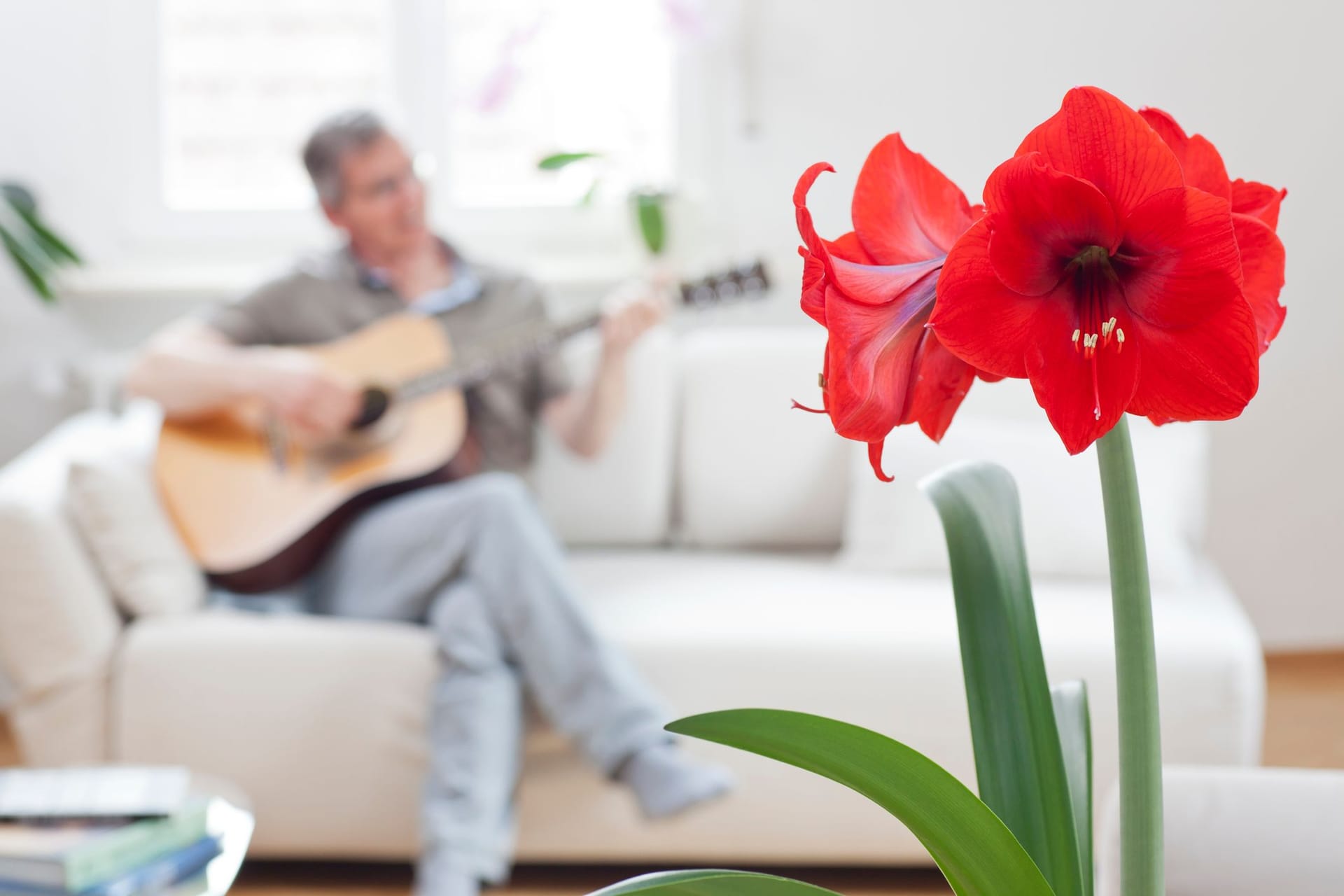 Amaryllis abschneiden: Damit die exotische Blume schön bleibt, sollte sie zu bestimmten Zeiten beschnitten werden.