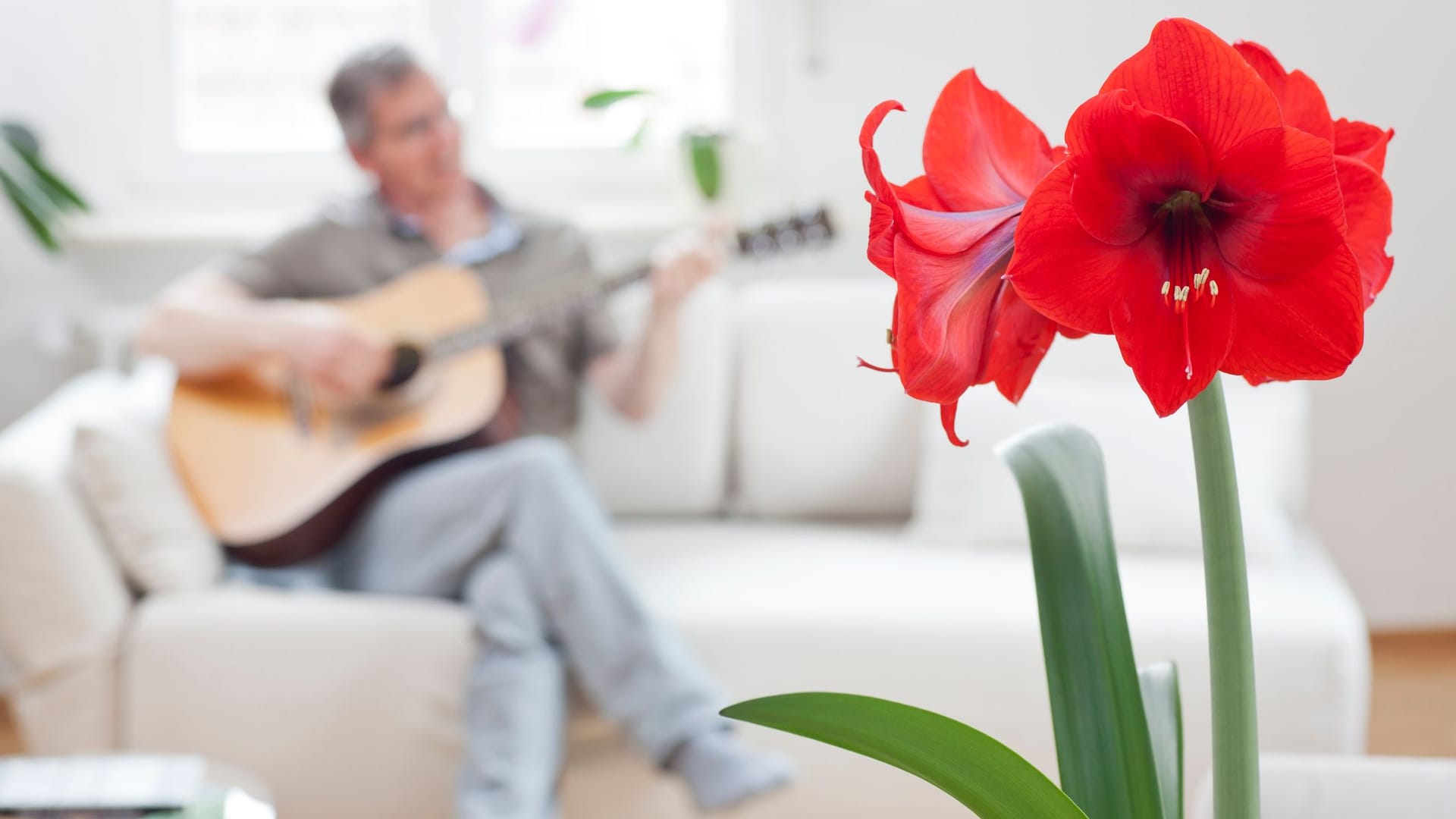 Amaryllis abschneiden: Damit die exotische Blume schön bleibt, sollte sie zu bestimmten Zeiten beschnitten werden.