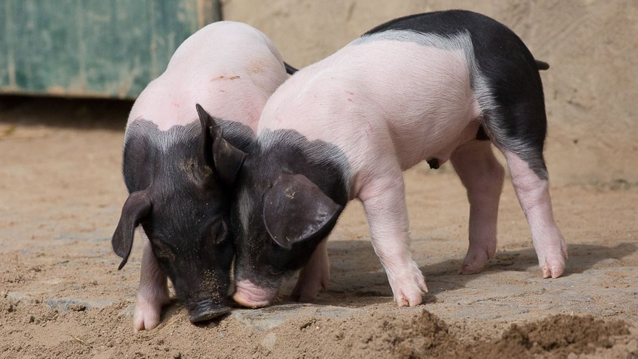 Geschwisterliebe: Diese Ferkel leben mit acht Brüdern und Schwestern nun im Kölner Zoo.