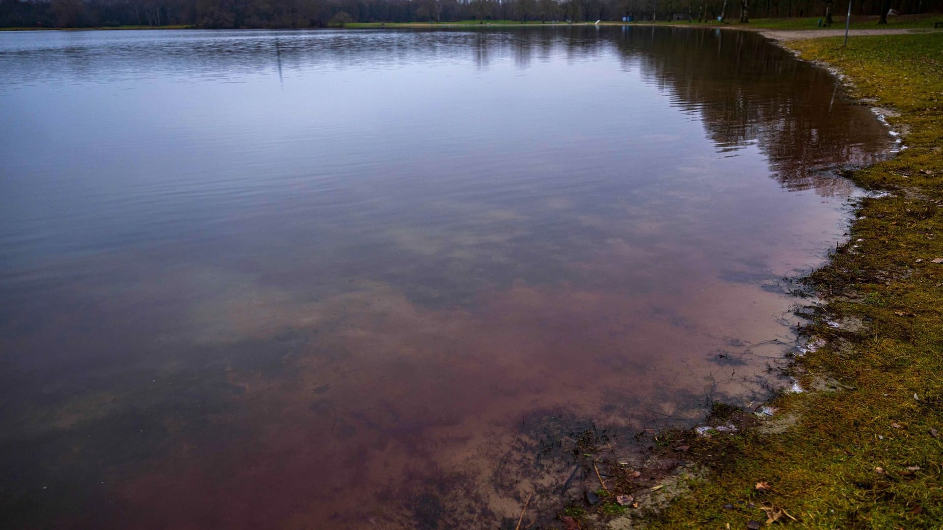 Algen am Ufer des Unisees: Die Pflanzen können allergische Reaktionen und Durchfallerkrankungen auslösen. Algen am Ufer des Unisees: Die Pflanzen können allergische Reaktionen und Durchfallerkrankungen auslösen.