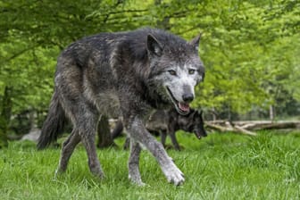 Wolf (Symbolbild): Das Tier mit der Kennung GW950m ist in der Region berüchtigt.