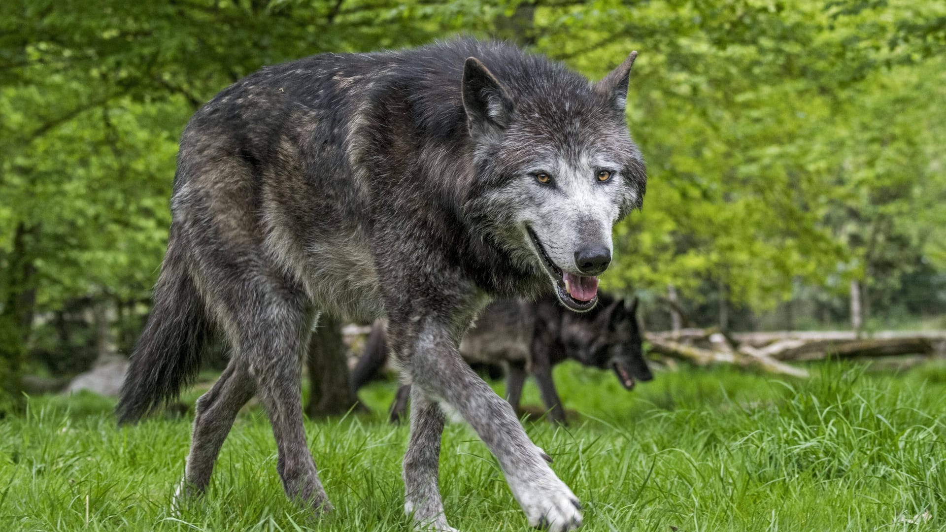 Wolf (Symbolbild): Das Tier mit der Kennung GW950m ist in der Region berüchtigt. Wolf (Symbolbild): Das Tier mit der Kennung GW950m ist in der Region berüchtigt.