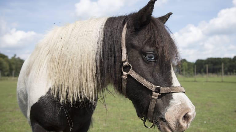 Ein Pony auf der Weide eines Gnadenhofs (Symbolbild): Der oder die Täter schlugen das Tier außerdem.